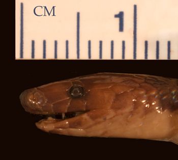 Media type: image;   Herpetology R-19326